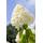 PlantaPro Rispenhortensie
