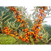 Plantapro Sanddorn Busch-Baum Friesdorfer Orange Vergleich