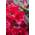 Plantapro Scarlet Wonder groß