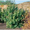 Plantapro Schneeball Willowwood