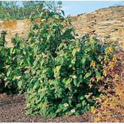 Plantapro Schneeball Willowwood