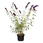 Plantapro Sommerflieder Vergleich