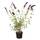 Plantapro Sommerflieder