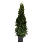 Plantapro Thuja im Topf