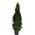 Plantapro Thuja im Topf