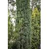 Plantapro Taxus baccata Fastigiata Robusta