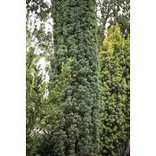 Plantapro Taxus baccata Fastigiata Robusta