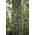 Plantapro Taxus baccata Fastigiata Robusta