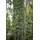 Plantapro Taxus baccata Fastigiata Robusta