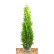 Plantapro Thuja Occidentalis Smaragd