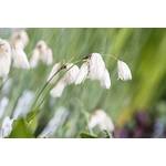 Plantapro Wasserpflanze