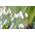 Plantapro Wasserpflanze