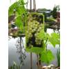 PlantaPro Lakemont
