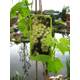 PlantaPro Lakemont Vergleich