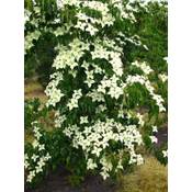 Plantenwelt 123689 Vergleich