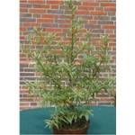 Plantenwelt 56987