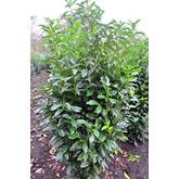 liguster hecke wchst nicht Ovalblttriger Liguster Hhe 125-150 cm Ballenware
