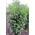 Plantenwelt 569965
