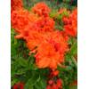 Plantenwelt 82055