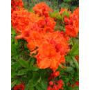 Plantenwelt 82055