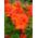 Plantenwelt 82055