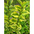 Plantenwelt 85022