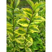 Plantenwelt 85022