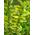 Plantenwelt 85022