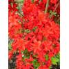 Plantenwelt 87012