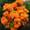 Rhododendron (orange)