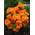Plantenwelt 87020