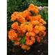 Plantenwelt 87020 Vergleich