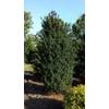 Plantenwelt Becher Eibe Taxus media Hicksii
