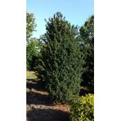 Plantenwelt Becher Eibe Taxus media Hicksii