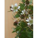 Plantenwelt Brombeere Rubus Thornless Evergreen