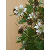 Plantenwelt Brombeere Rubus Thornless Evergreen