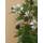 Plantenwelt Brombeere Rubus Thornless Evergreen