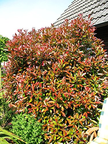 glanzmispel pink marble hecke Glanzmispel 'Pink Marble' - Photinia fraseri Pink Marble