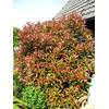 Plantenwelt Solitär Photinia fraseri Red Robin