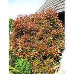 Plantenwelt Solitär Photinia fraseri Red Robin