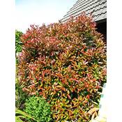 Plantenwelt Solitär Photinia fraseri Red Robin