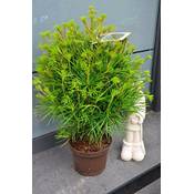 Plantenwelt Japanische Schirmtanne klein Vergleich