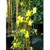 Plantenwelt Jasmin