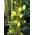 Plantenwelt Jasmin