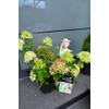 Plantenwelt Rispenhortensie Hydrangea paniculata Little Lime