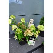 Plantenwelt Rispenhortensie Hydrangea paniculata Little Lime