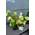 Plantenwelt Rispenhortensie Hydrangea paniculata Little Lime