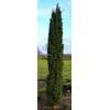 Plantenwelt Säuleneibe grün Taxus