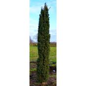 Plantenwelt Säuleneibe grün Taxus