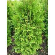 Plantenwelt Thuja Occidentalis Brabant